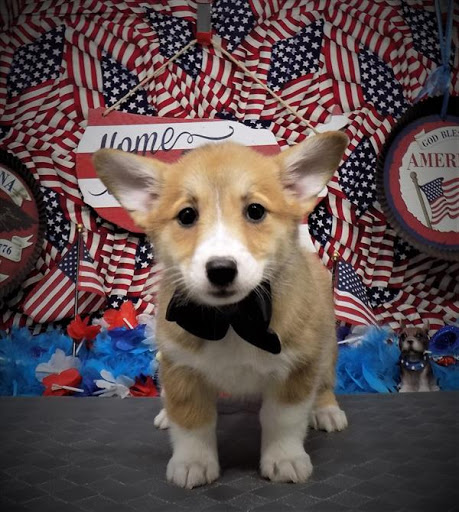 Pet Store «Pet Planet», reviews and photos, 11968 S Redwood Rd, Riverton, UT 84065, USA