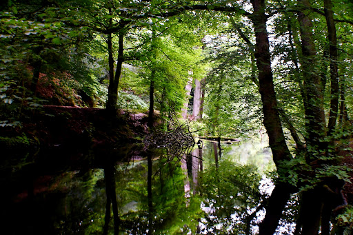 Dimmingsdale Valley & Furnace Forest Walks- Forestry England