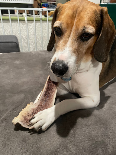 Pet Store «Fairmount Pet Shoppe», reviews and photos, 2024 Fairmount Ave, Philadelphia, PA 19130, USA