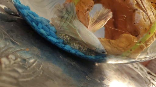 Pet Supply Store «Pet Supplies Plus», reviews and photos, 1262 OH-303, Streetsboro, OH 44241, USA