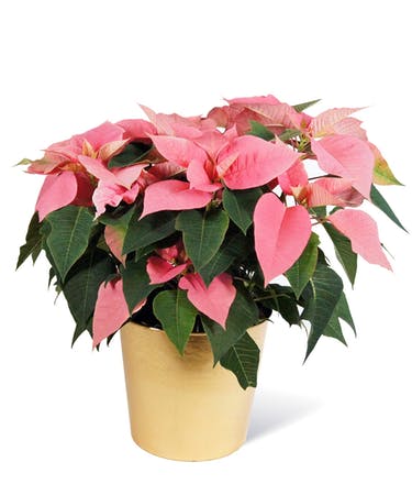 Florist «Bates Flowers by DZyne», reviews and photos, 813 4th Ave, Grinnell, IA 50112, USA