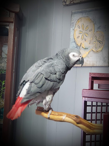 Pet Store «Just Pets», reviews and photos, 393 NY-5, Irving, NY 14081, USA