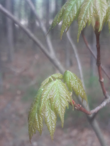 State Park «Lowell-Dracut-Tyngsborough State Forest», reviews and photos, Trotting Park Rd, Dracut, MA 01826, USA