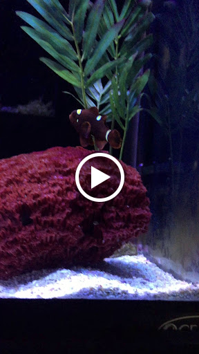 Aquarium «Sea Oddities», reviews and photos, 128 Broad St, Kingsport, TN 37660, USA