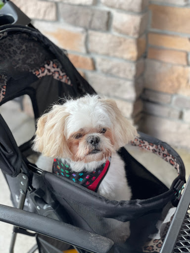 Pet Store «DipidyDawg Gourmet Dog Bakery & Boutique», reviews and photos, 21301 S Tamiami Trail Suite 430, Estero, FL 33928, USA