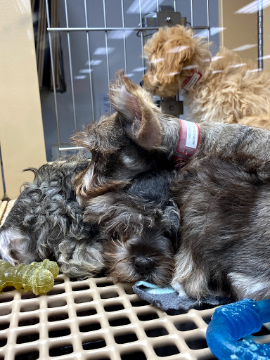 Pet Store «Petland Las Vegas», reviews and photos, 8800 W Charleston Blvd #3, Las Vegas, NV 89145, USA