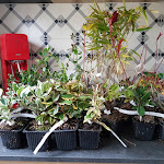 Photo n° 1 de l'avis de Roukmuth.i fait le 11/11/2018 à 10:39 pour Mes Arbustes.com à Sèvremont