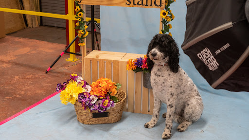 Pet Supply Store «Wags To Wiskers Pet Supplies», reviews and photos, 2423 W Stadium Blvd, Ann Arbor, MI 48103, USA