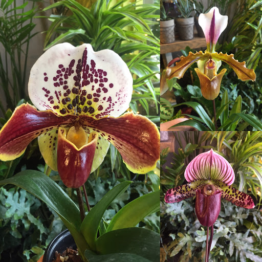 Florist «Goose Hollow Flowers», reviews and photos, 1219 SW 19th Ave, Portland, OR 97205, USA