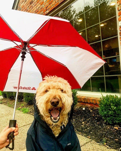 Auto Insurance Agency «Mike Bashore - State Farm Insurance Agent», reviews and photos