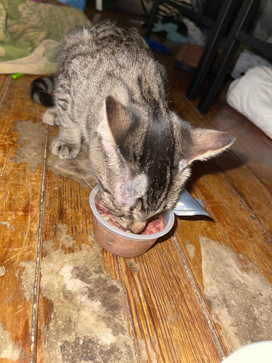 Pet Store «Pets Plus - Lansdale», reviews and photos, 555 S Broad St, Lansdale, PA 19446, USA