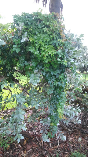 Park «Country Village Park», reviews and photos, 6550 NW 188th Terrace, Hialeah, FL 33015, USA