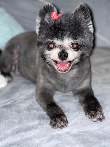 Bonnie's Barks and Bubbles