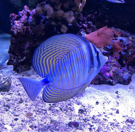 Tropical Fish Store «Complete Aquarium», reviews and photos, 736 Bedford Rd, Bedford Hills, NY 10507, USA