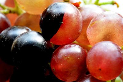 Domaine Padié à Calce