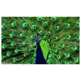 Print Shop «Peacock Business Solutions», reviews and photos, 201 Production Dr, Yorktown, VA 23693, USA