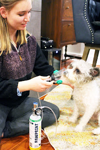 Pawprint Oxygen - Photo 3 - Car repair in Pittsburgh, PA, Pittsburgh