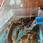 Photo n°1 de l'avis de Jose.u fait le 17/12/2023 à 14:45 sur le  Pedra da Casca à Sines