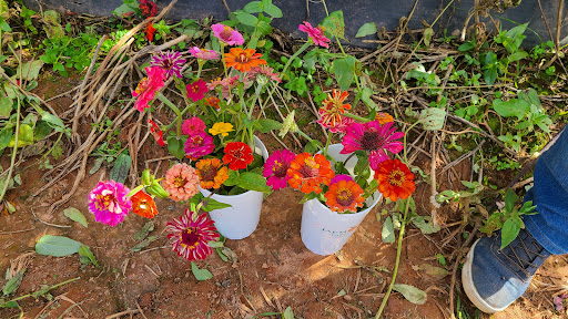 Farm «Jaemor Farms», reviews and photos, 5340 Cornelia Hwy, Alto, GA 30510, USA