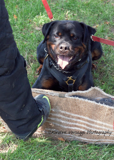 Dog Trainer «K-9 Koncepts Dog Training, Grooming, Boarding, Pet Store», reviews and photos, 4520 North Point Blvd, Sparrows Point, MD 21219, USA