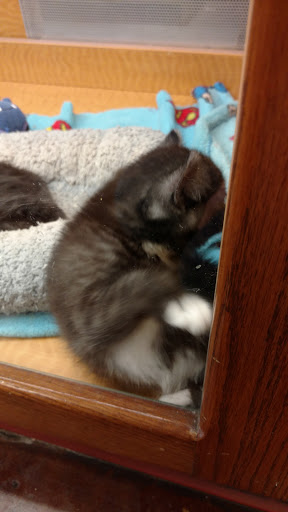 Pet Store «Animal Ark», reviews and photos, 175 S 500 E St, American Fork, UT 84003, USA