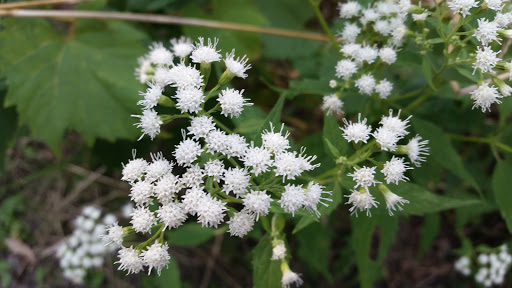 Park «Silverwood Park», reviews and photos, 2500 County Rd E, St Anthony, MN 55421, USA