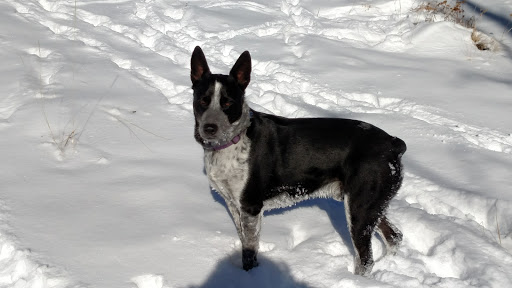 National Forest «Bighorn National Forest», reviews and photos