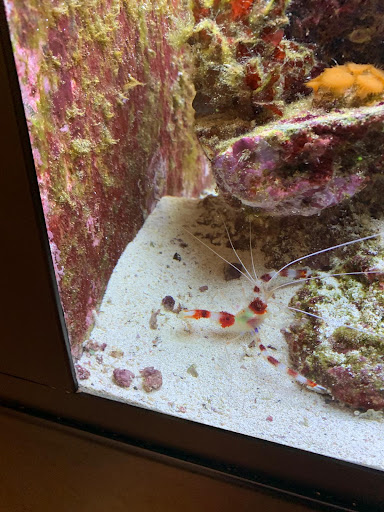 Science Museum «Marine Science Center», reviews and photos, 100 Lighthouse Dr, Ponce Inlet, FL 32127, USA