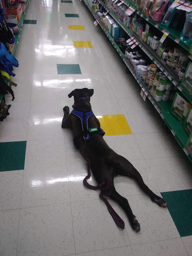 Pet Supply Store «Pet Supplies Plus», reviews and photos, 15311 Manchester Rd, Ballwin, MO 63011, USA