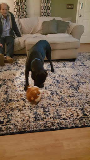 Pet Supply Store «PetSmart», reviews and photos, 215 N Burkhardt Rd, Evansville, IN 47715, USA