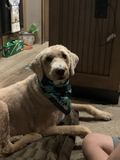 Pet Supply Store «Pet Supplies Plus», reviews and photos, 1510 Scranton Carbondale Hwy, Scranton, PA 18508, USA