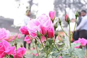 Rose Garden image