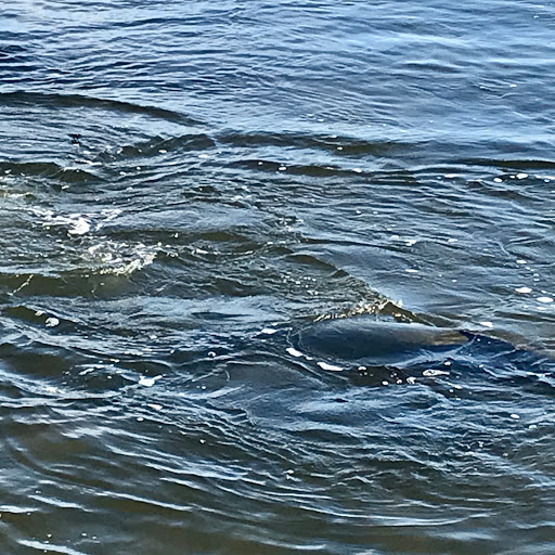 Sporting Goods Store «KAYAKS BY BO INC.», reviews and photos, 410 S Hopkins Ave, Titusville, FL 32796, USA