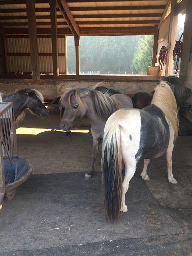 Scott Creek Miniature Horses