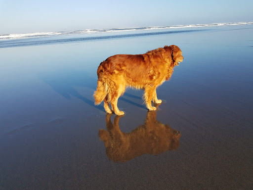 Pet Supply Store «Mini Pet Mart», reviews and photos, 815 S Broadway, Coos Bay, OR 97420, USA