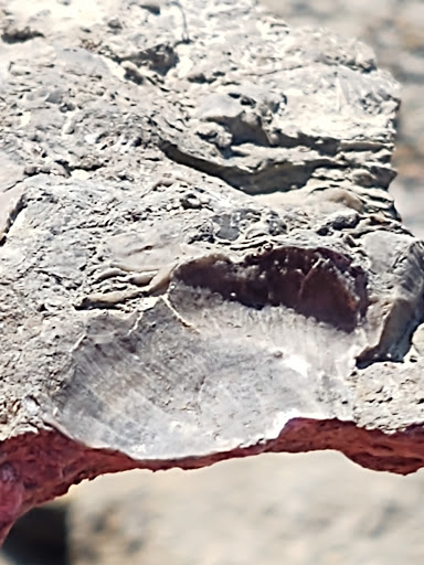 Park «Trammel Fossil Park», reviews and photos, Tramway Dr, Sharonville, OH 45241, USA