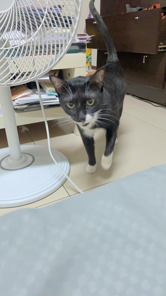 Tea s原味 民雄昇平店 的照片