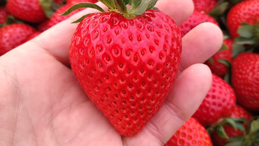 いちごの関園 今シーズンの営業も始まりました 久喜市の 生産 直売の農場 いちご狩りは行っておりません