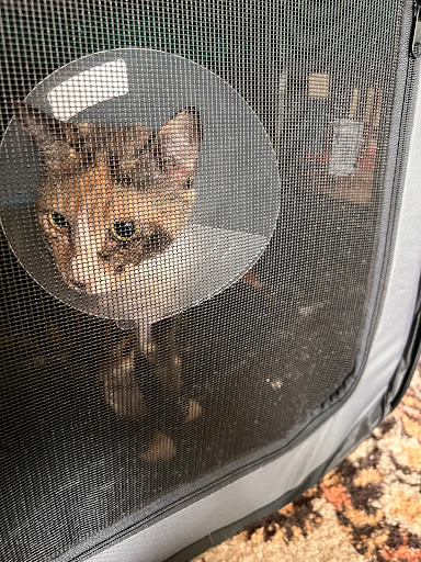 No Nonsense Neutering
