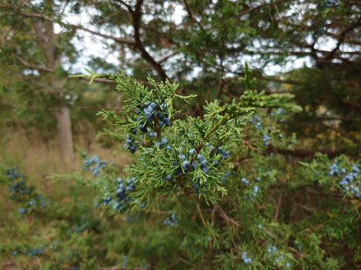 State Park «Abigail Adams State Park», reviews and photos, 770 Bridge St, Weymouth, MA 02188, USA