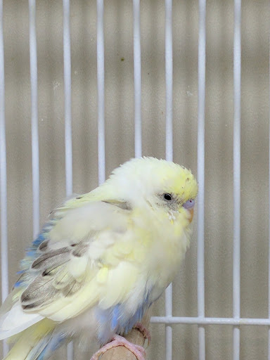 Pet Supply Store «Pet Supplies Plus», reviews and photos, 2927 Riley Fuzzel Rd #400, Spring, TX 77386, USA