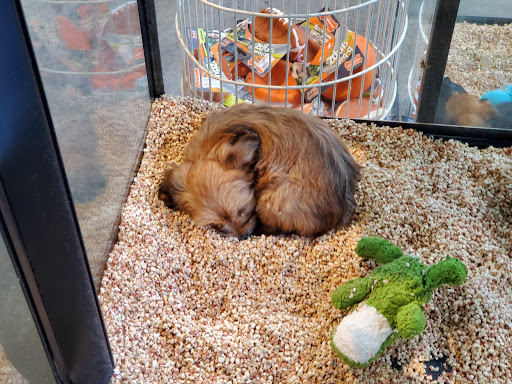 Pet Store «Critter Cabana - Wilsonville», reviews and photos, 8406 SW Main St #200, Wilsonville, OR 97070, USA