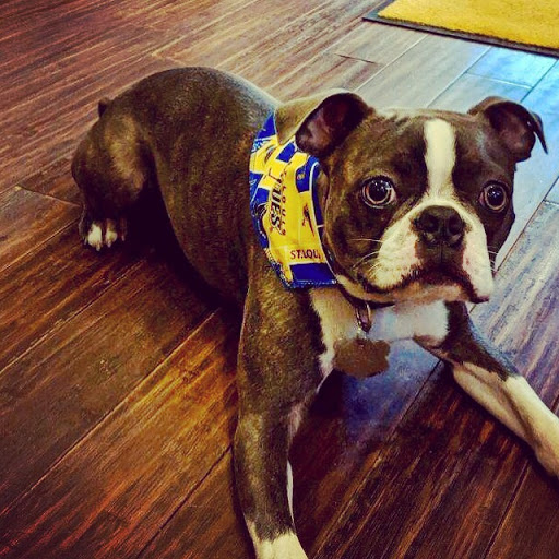 Pet Supply Store «Four Muddy Paws», reviews and photos, 2127 IL-157, Edwardsville, IL 62025, USA