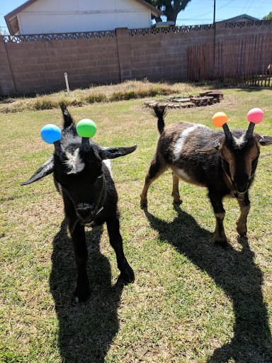 Livestock dealer Scottsdale