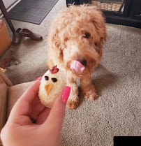 Three Dog Bakery Toledo - Photo 9 - Car repair in Toledo, OH, Toledo