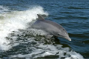 Anna Maria Island Dolphin Tours image
