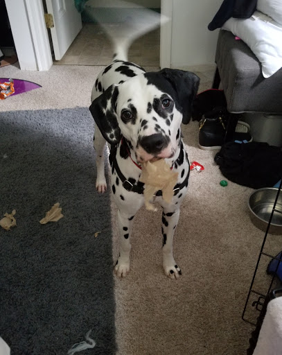 Pet Supply Store «Paddywack», reviews and photos, 15407 Main St #101, Bothell, WA 98012, USA