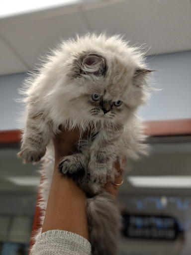 Pet Store «Petland Topeka», reviews and photos, 1801 SW Wanamaker Rd, Topeka, KS 66614, USA