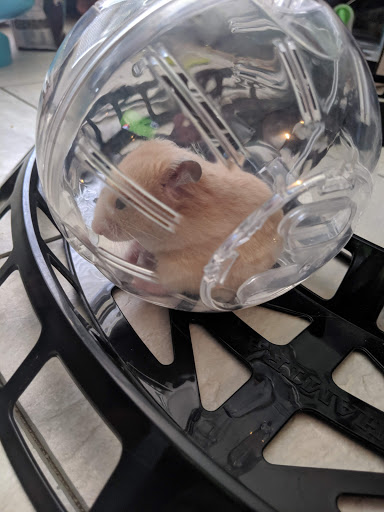 Pet Supply Store «Petco Animal Supplies», reviews and photos, 308 E Meighan Blvd, Gadsden, AL 35903, USA