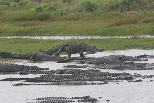 Attorney «Sherry Ellis Law, PLLC», reviews and photos